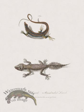 32 New Holland Caffowary